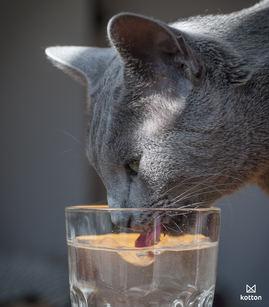kot pije wodę 
