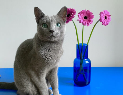 bezpieczne kwiaty cięte dla kota
