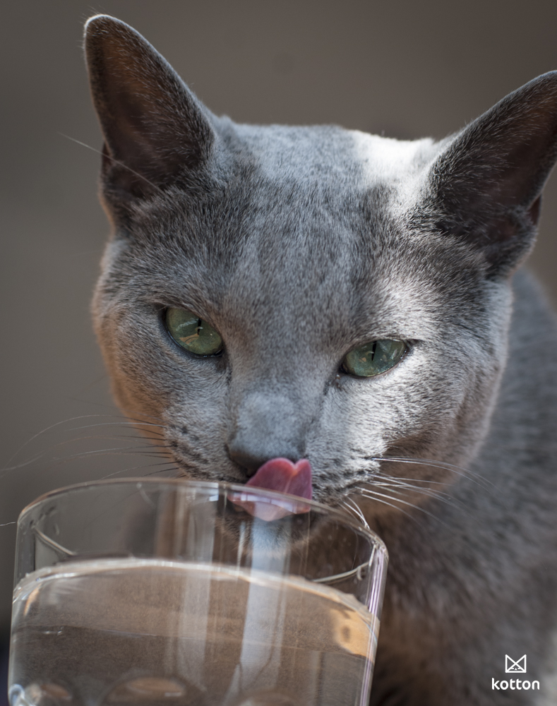ile wody powinien pić kot