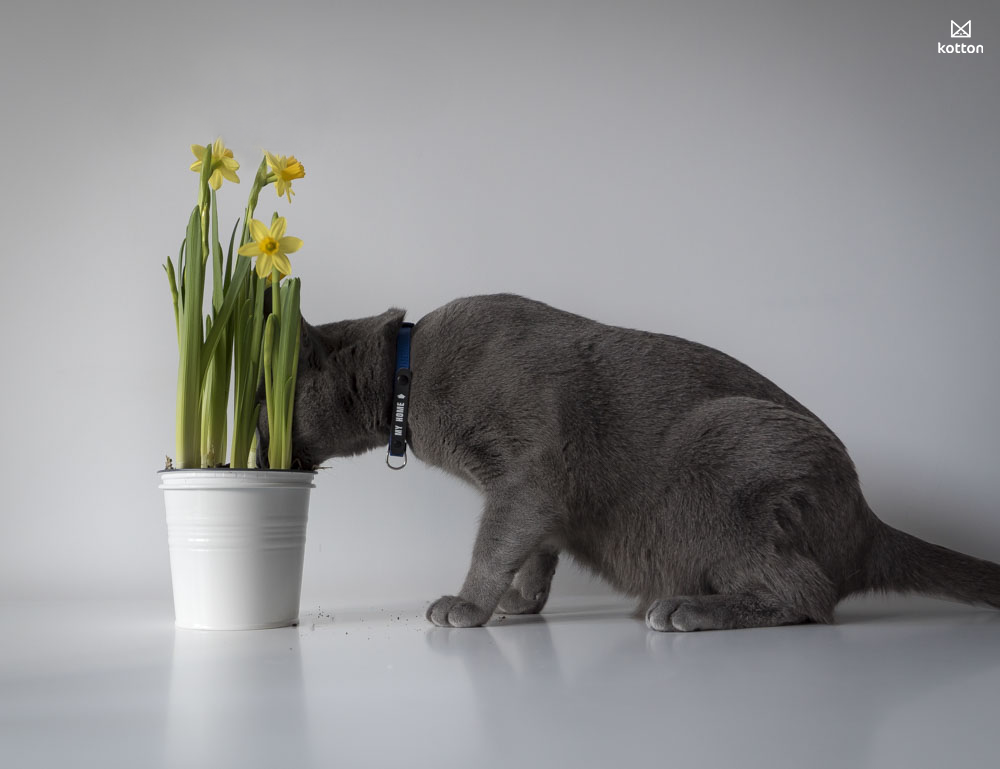 Kot rosyjski wącha kwiatki